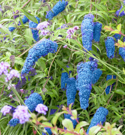 Komule Dávidova Nanho Blue, 30/50 m, v květináči Buddleja davidii Nanho Blue